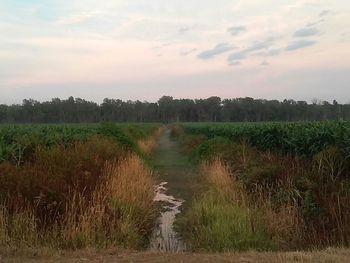 Dirt road in field against cloudy sky