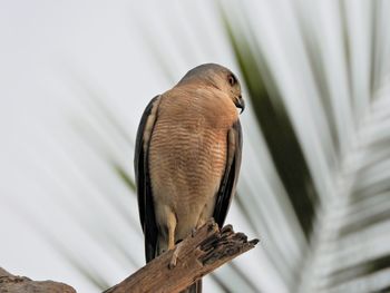 Close-up of bird perching on a tree