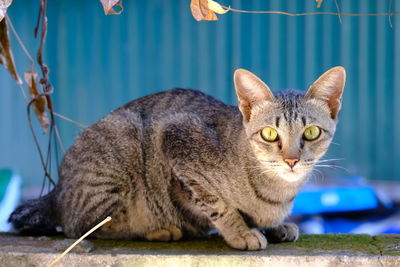 Close-up portrait of a cat