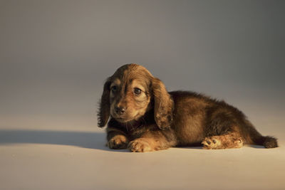 High angle view of a dog looking away