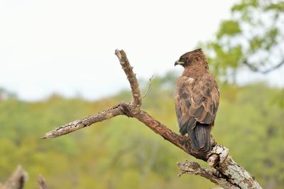 Bird perching on branch