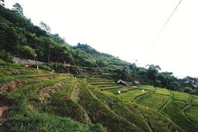 Scenic view of agricultural field against clear sky