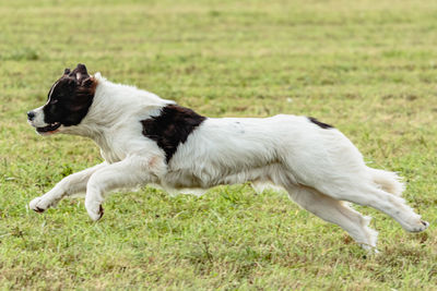 Landseer dog