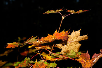 Close-up of maple leaves on plant against black background