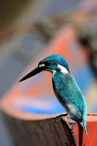Close-up of bird perching outdoors