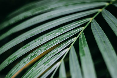 Close-up of green leaves