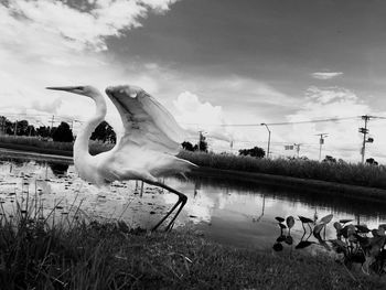Birds flying over lake against sky