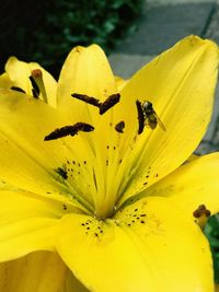 Close-up of bee on yellow flower