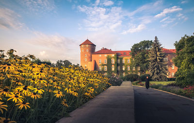 Flowering plants by buildings against sky