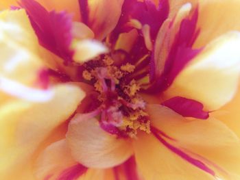 Macro shot of flower
