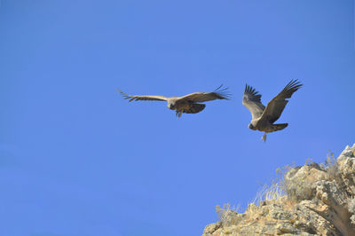 Low angle view of birds flying in sky