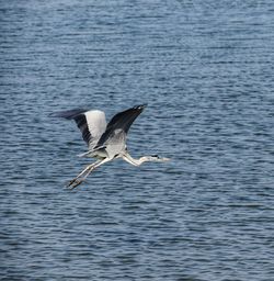 Bird flying over sea