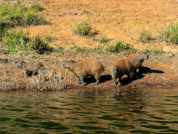 View of drinking water from a lake