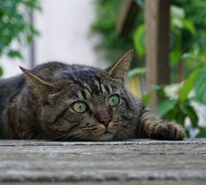 Close-up portrait of a cat