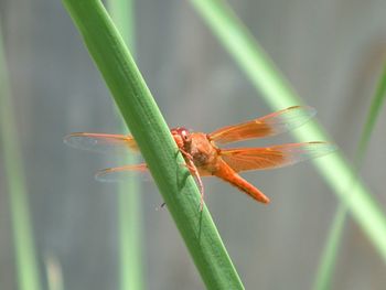 Close-up of dragonfly