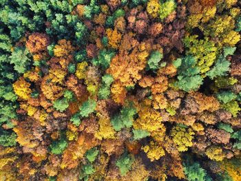 Autumn forest - drone shot