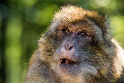 Close-up of barbary macaque on sunny day