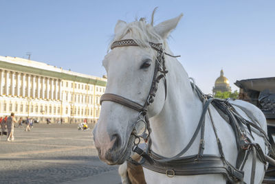 Close-up of the head of a white horse harnessed to a stroller in the city square. selective focus.