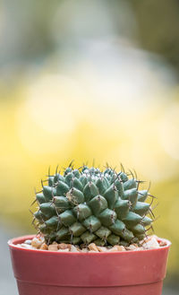 Close-up of cactus