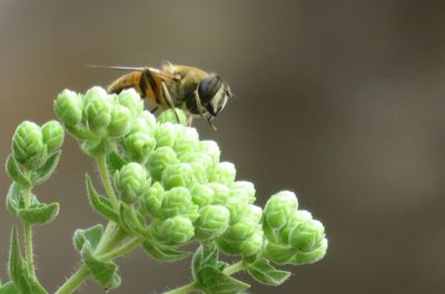 Close-up of bee pollinating flower