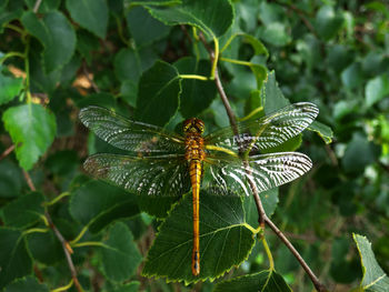 Close-up of insect on leaf