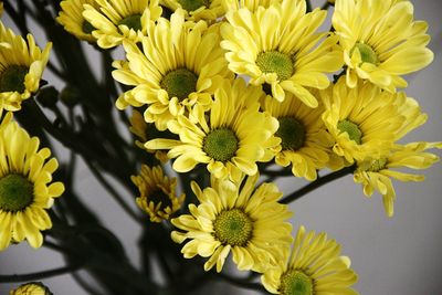 Close-up of yellow flowers