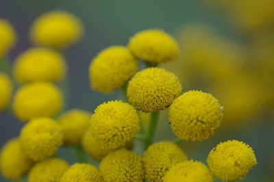 Close-up of yellow flowering plant