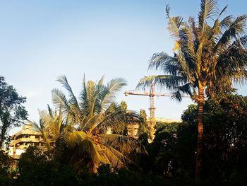 Low angle view of coconut palm trees against clear sky