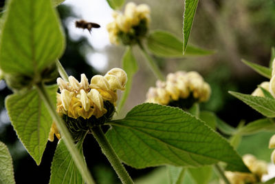 Close-up of flowers against blurred background