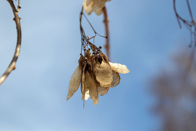 Close-up of dry leaves on plant against sky