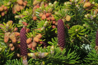 Close-up of pine cones on tree