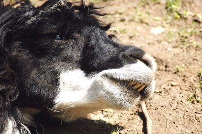 Close-up of alpaca