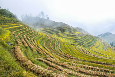 Scenic view of agricultural field against sky