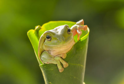 Close-up of frog on leaf