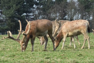 Deer grazing in a field