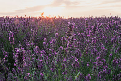 Purple flowering plants on field against sky