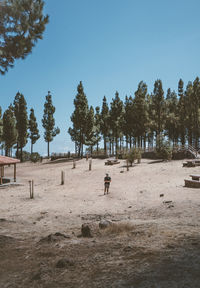 Trees on field against clear sky