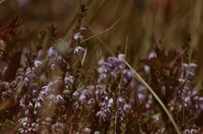 Close-up of purple flowers