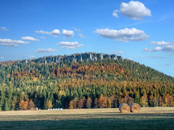 Trees growing on field against sky