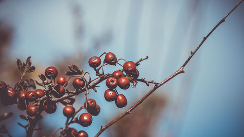 Close-up of berries on tree against sky