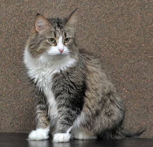 Portrait of cat sitting outdoors