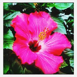 Close-up of pink flower