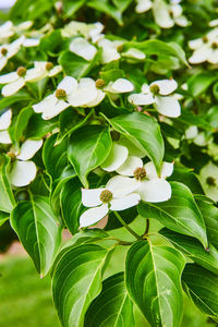 Close-up of white flowering plant