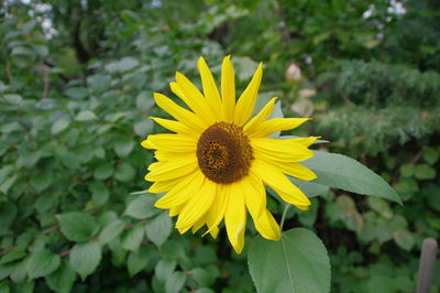 Close-up of yellow sunflower