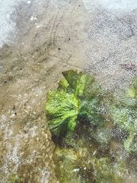 High angle view of leaf on snow