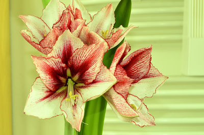 Close-up of flower plant