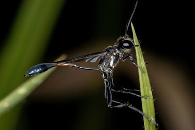 Close-up of grasshopper