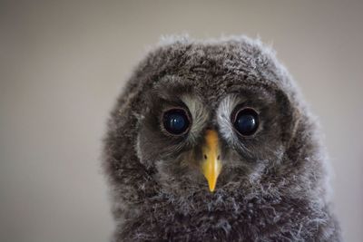 Close-up portrait of owl