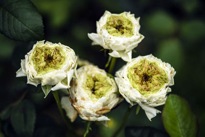 Four green roses close-up