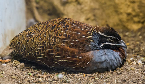 Close-up of a bird